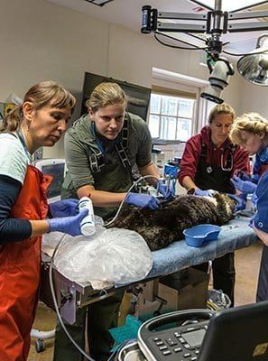 Veterinary Medicine Course